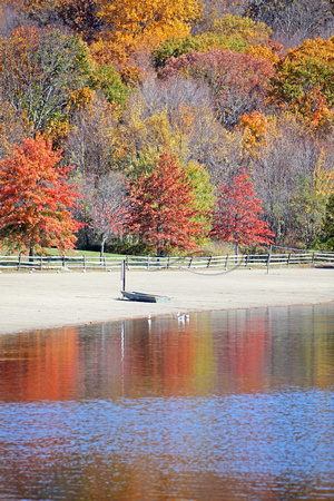 Fall trees by water