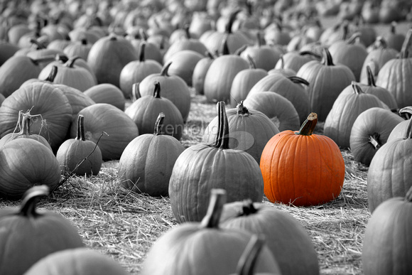 Large pumpkins